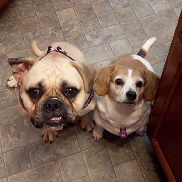 Meet your Posher, Stacy - Picture 1 of 1